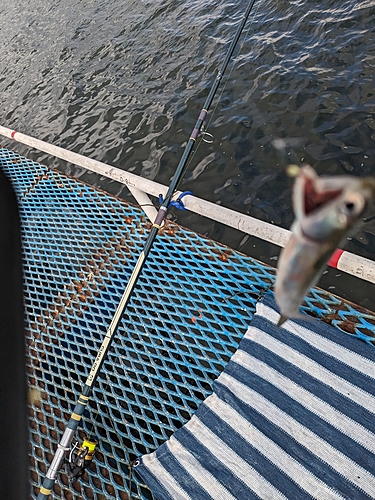 カタクチイワシの釣果