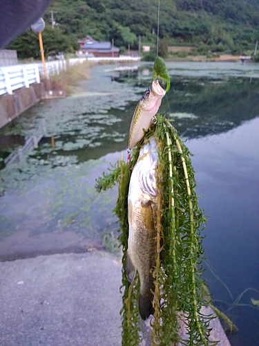 ブラックバスの釣果