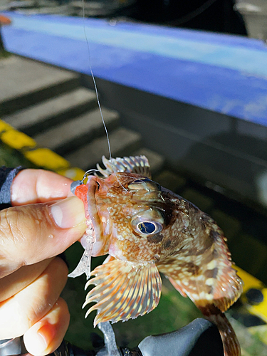 アラカブの釣果