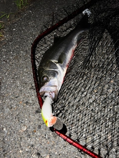 セイゴ（マルスズキ）の釣果