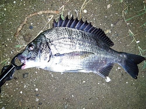 チヌの釣果