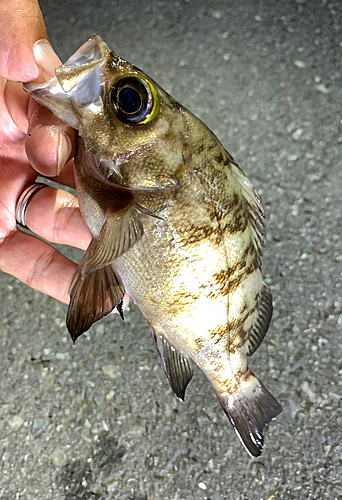 メバルの釣果