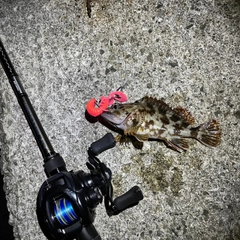 カサゴの釣果