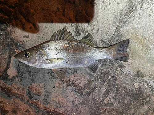 セイゴ（ヒラスズキ）の釣果