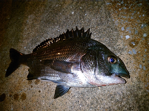 クロダイの釣果