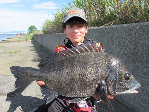 クロダイの釣果