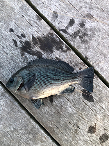 メジナの釣果