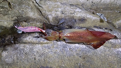 ケンサキイカの釣果