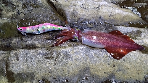 ケンサキイカの釣果