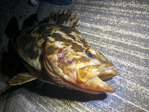 ベッコウゾイの釣果