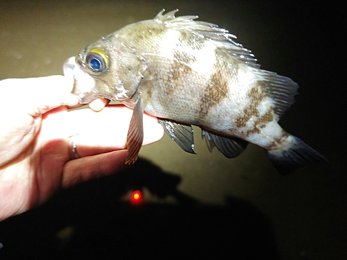 メバルの釣果