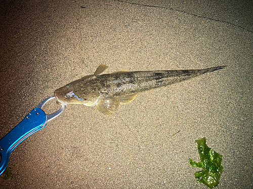 マゴチの釣果