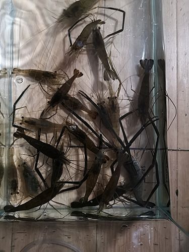 テナガエビの釣果