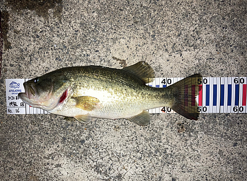 ブラックバスの釣果