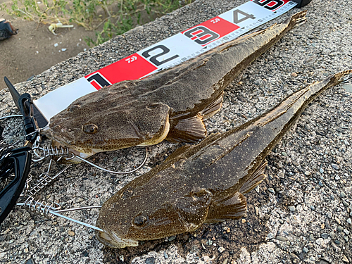 マゴチの釣果