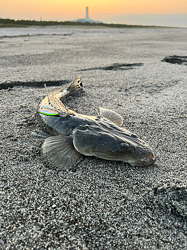 マゴチの釣果