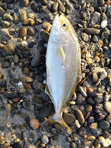 ショゴの釣果