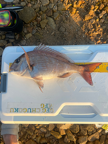 マダイの釣果