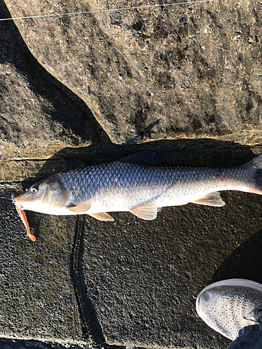 ニゴイの釣果