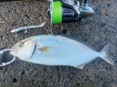 ショゴの釣果