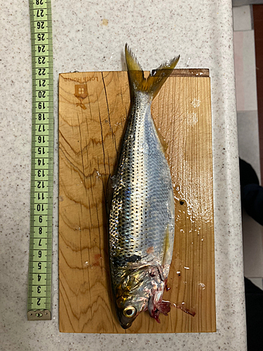 コノシロの釣果