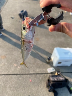 サバの釣果