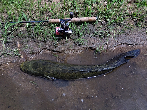 ライギョの釣果