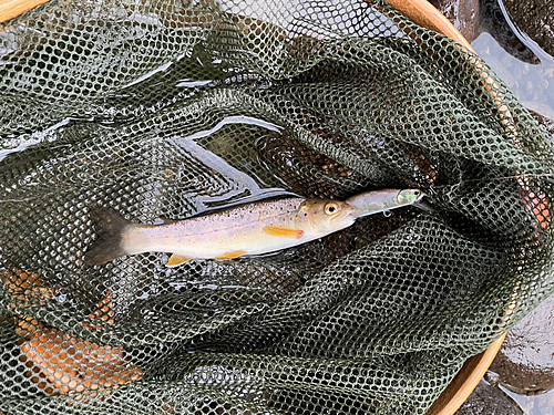 ブラウントラウトの釣果