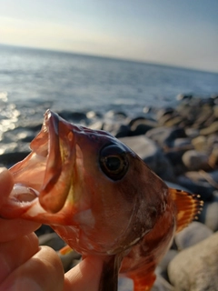 アカハタの釣果