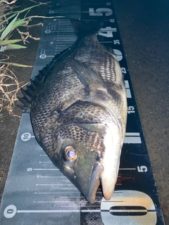 クロダイの釣果