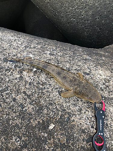 マゴチの釣果