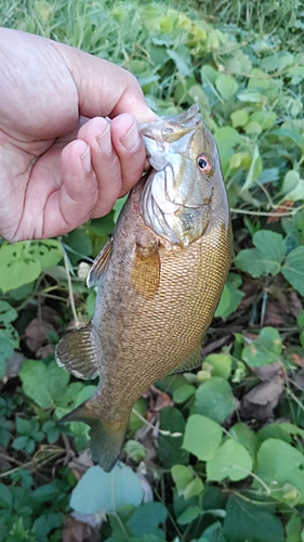 スモールマウスバスの釣果