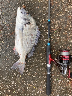 ミナミクロダイの釣果