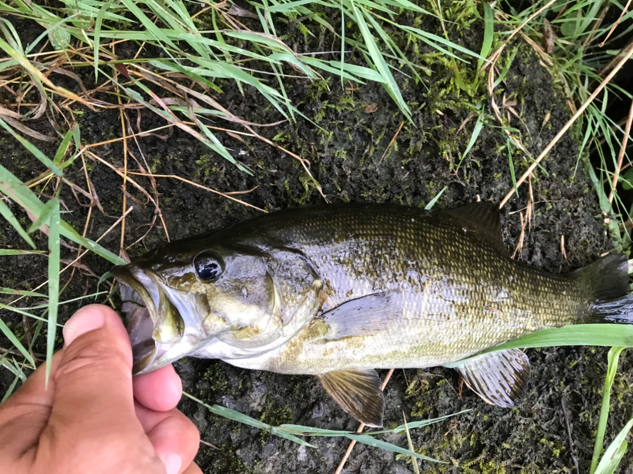 スモールマウスバス