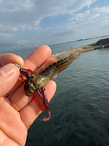 マハゼの釣果