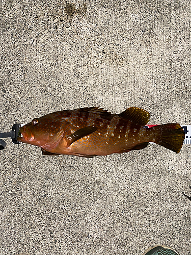 アコウの釣果