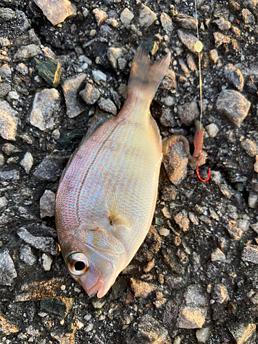 マダイの釣果