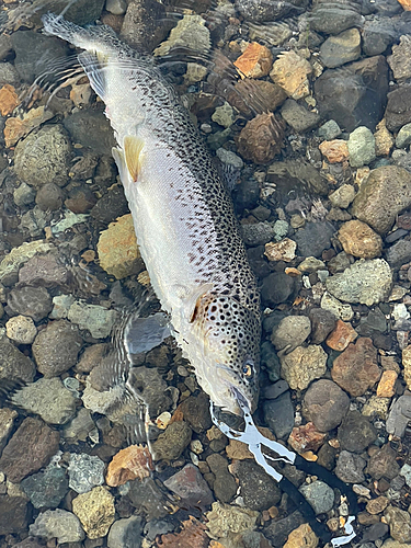 ブラウントラウトの釣果