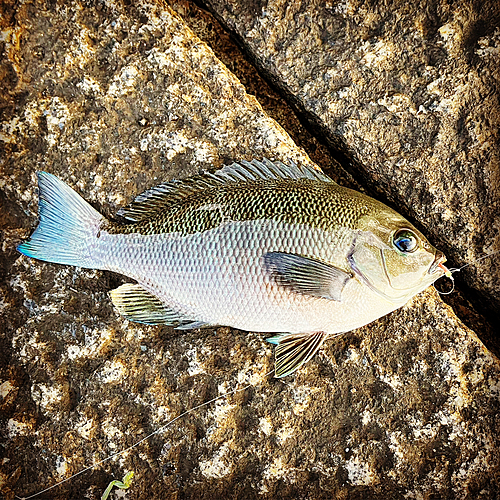 メジナの釣果