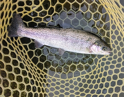 ニジマスの釣果