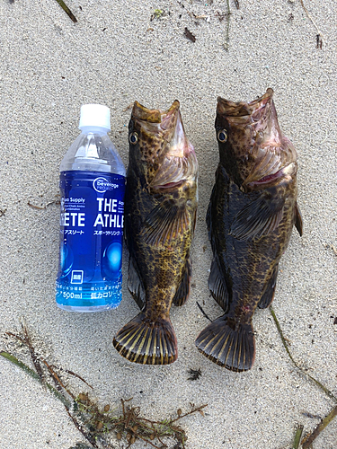 タケノコメバルの釣果