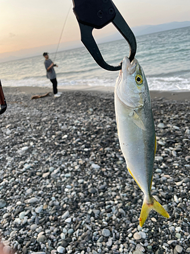 ワカシの釣果