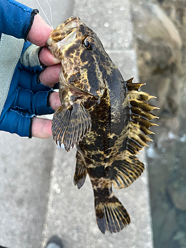 タケノコメバルの釣果