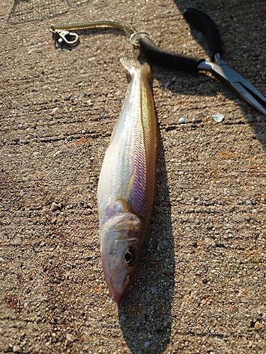 キスの釣果