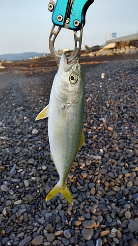 ワカシの釣果