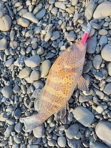 オオモンハタの釣果