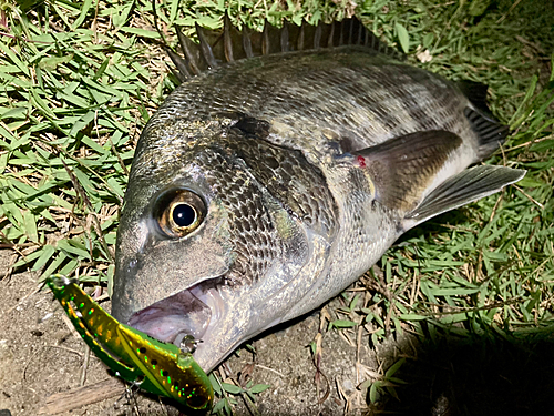 チヌの釣果