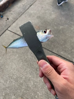 サバの釣果