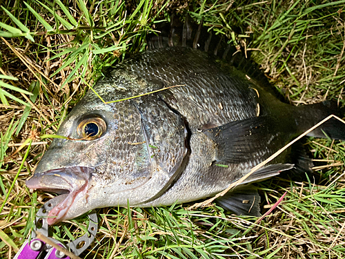 チヌの釣果