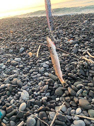 カマスの釣果